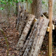 Each log has been inoculated with shiitake mushroom spawn
