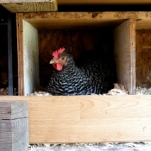 A chicken in her nest box